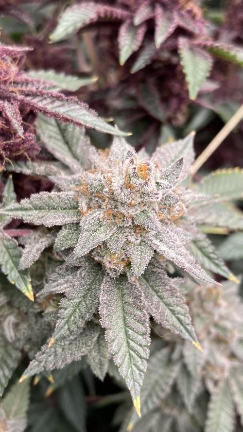 CN#2 (Relentless Genetics). Week 9
