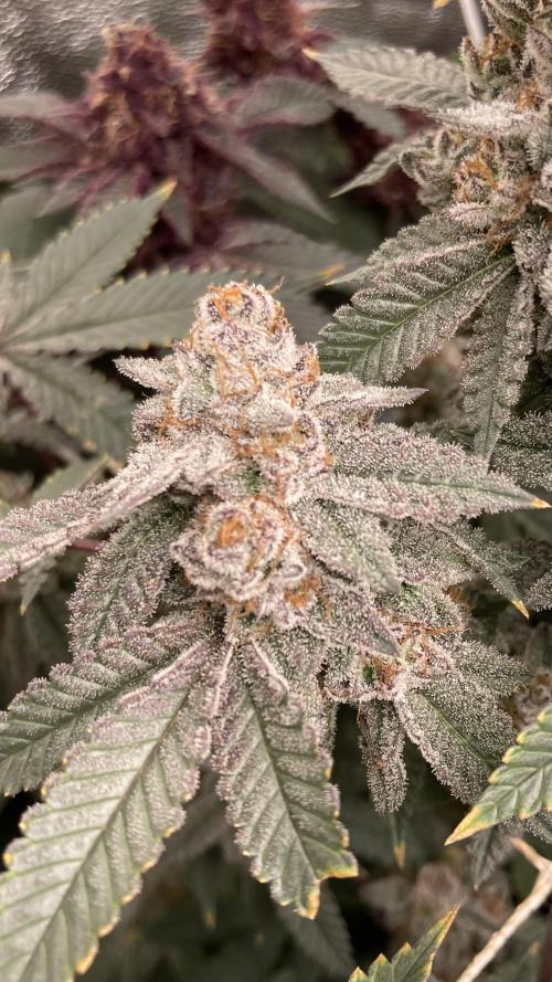 CN#2 (Relentless Genetics). Week 9