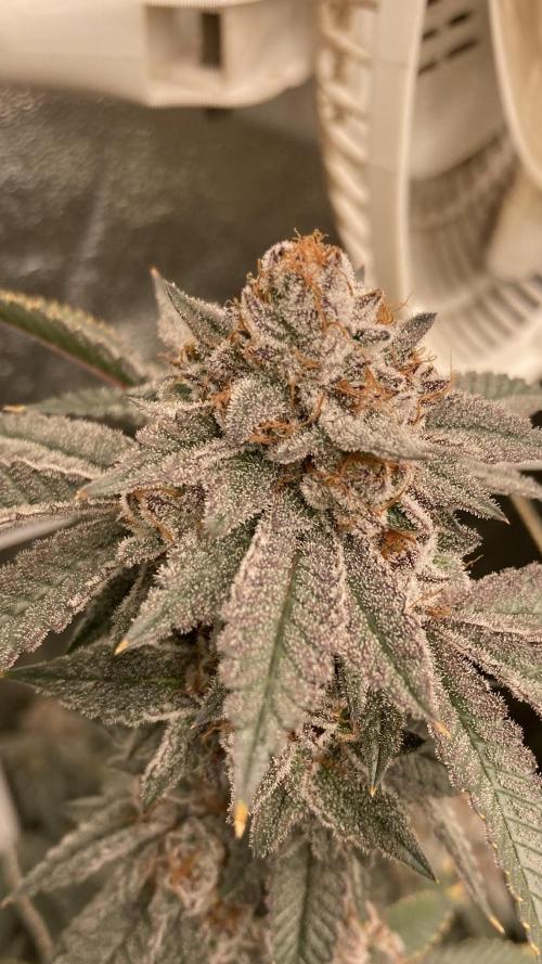 CN#2 (Relentless Genetics). Week 9