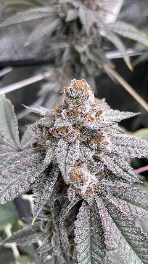 CN#2 (Relentless Genetics). Week 9