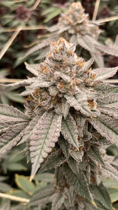 CN#2 (Relentless Genetics). Week 9