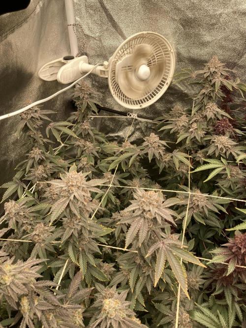 CN#2 (Relentless Genetics). Week 9