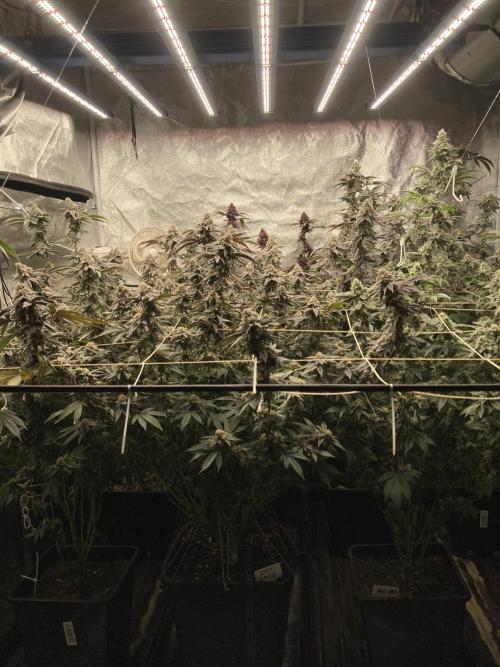 Colorado Nightshifter. Week 9