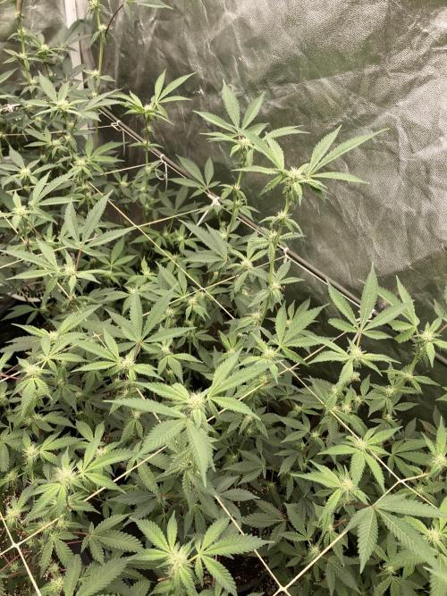 Gas Cream Runtz Clones (LIT Farms). Week 4