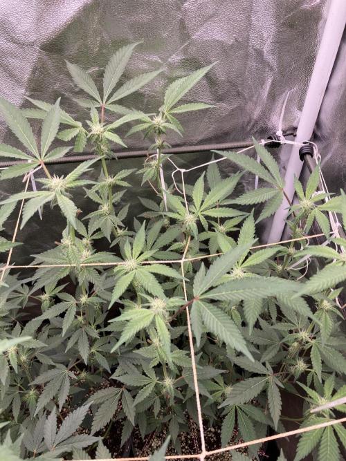Gas Cream Runtz Clones (LIT Farms). Week 4