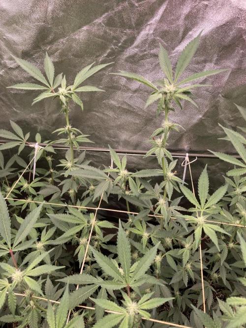 Gas Cream Runtz Clones (LIT Farms). Week 4