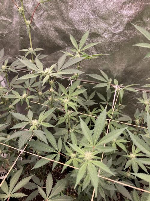 Gas Cream Runtz Clones (LIT Farms). Week 4