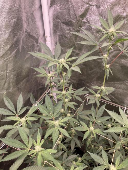 Gas Cream Runtz Clones (LIT Farms). Week 4