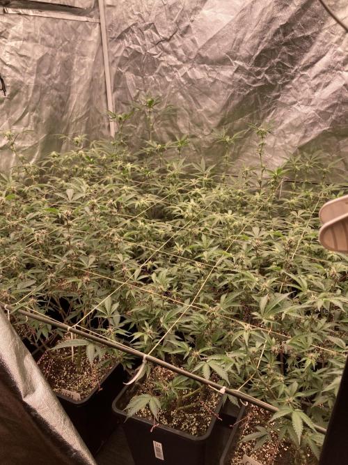 Gas Cream Runtz Clones (LIT Farms). Week 4
