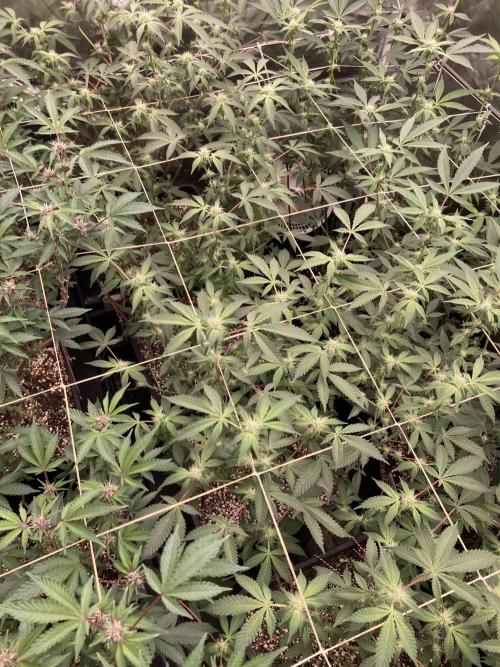 CN#2 Clones (Relentless Genetics). Week 4