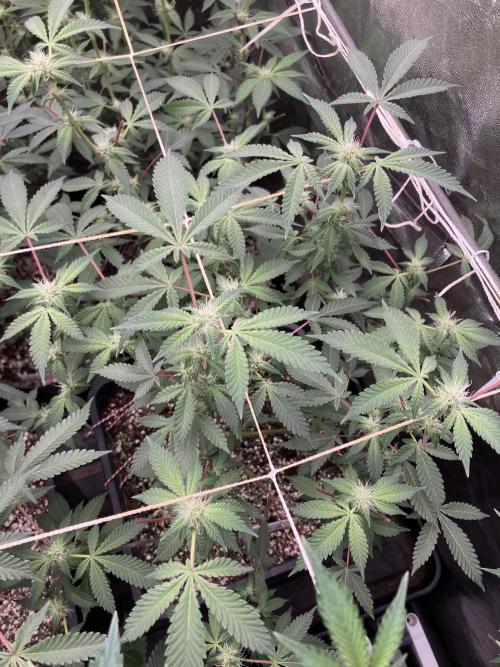 CN#2 Clones (Relentless Genetics). Week 4