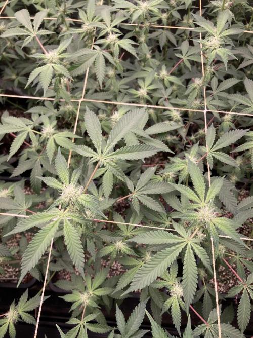 CN#2 Clones (Relentless Genetics). Week 4