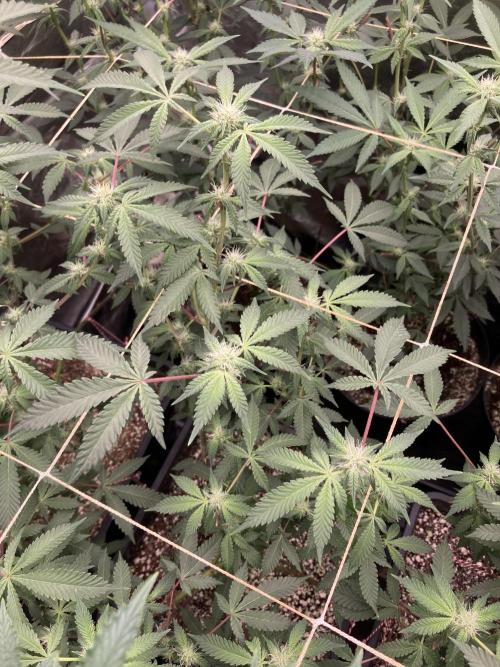 CN#2 Clones (Relentless Genetics). Week 4