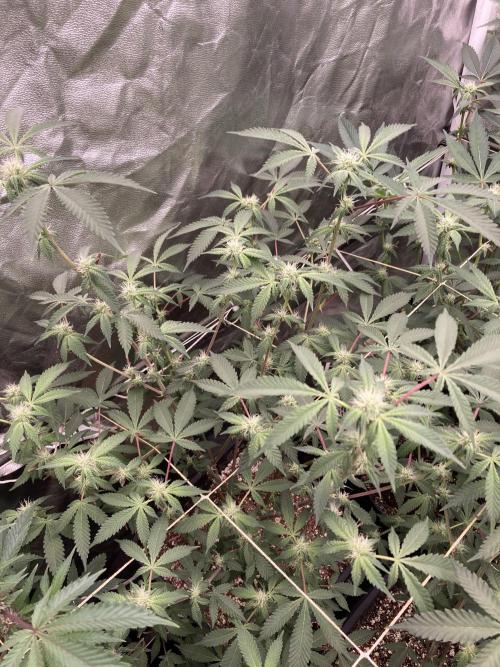 CN#2 Clones (Relentless Genetics). Week 4