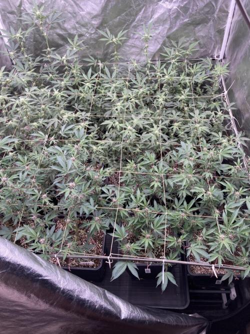 CN#6 Pora’s Purple Clones (Relentless). Week 4