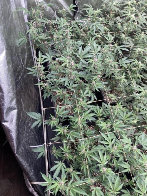 CN#6 Pora’s Purple Clones (Relentless). Week 4
