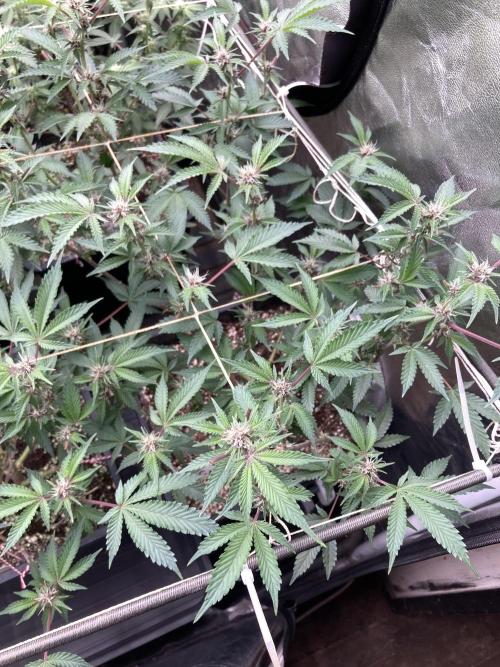 CN#6 Pora’s Purple Clones (Relentless). Week 4