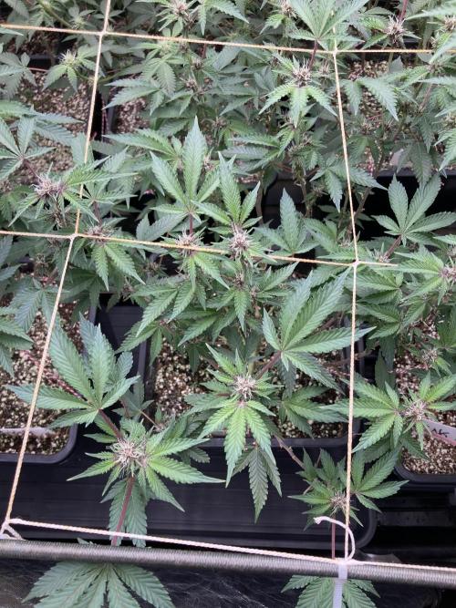 CN#6 Pora’s Purple Clones (Relentless). Week 4