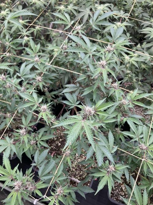 CN#6 Pora’s Purple Clones (Relentless). Week 4