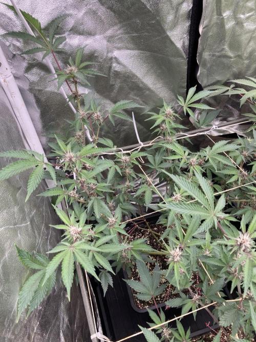 CN#6 Pora’s Purple Clones (Relentless). Week 4