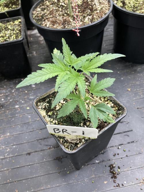 Black Rainbow (LIT Farms). Week 7
