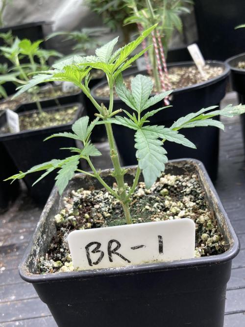 Black Rainbow (LIT Farms). Week 7