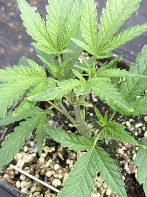 Black Rainbow (LIT Farms). Week 7