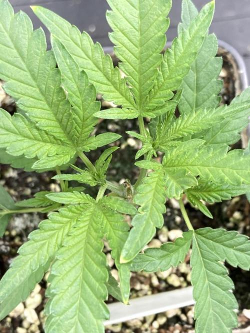 Black Rainbow. Week 7
