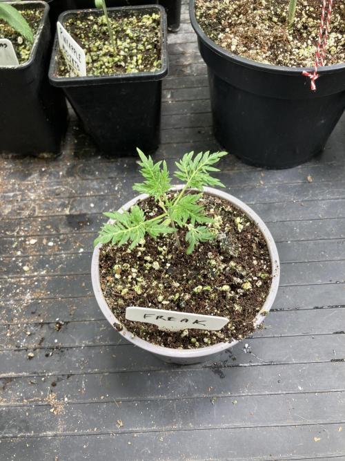 Frosty’s Purple Freak (Khalifa). Week 4