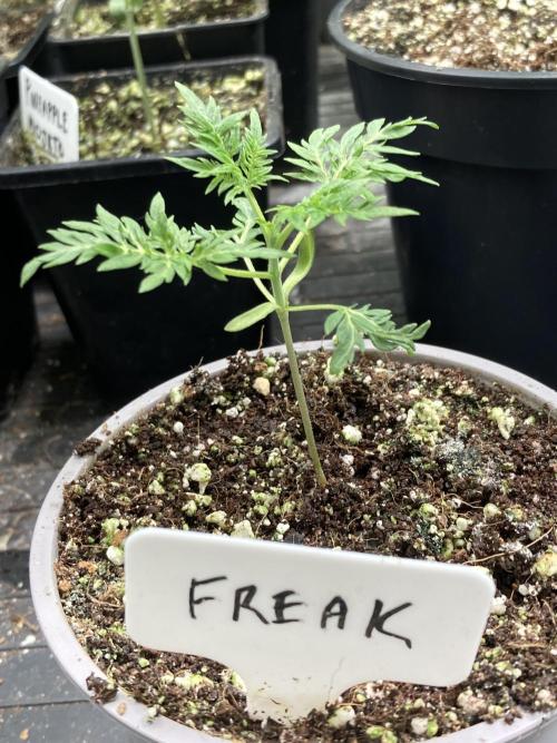 Frosty’s Purple Freak (Khalifa). Week 4