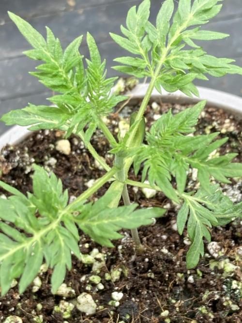 Frosty’s Purple Freak. Week 4