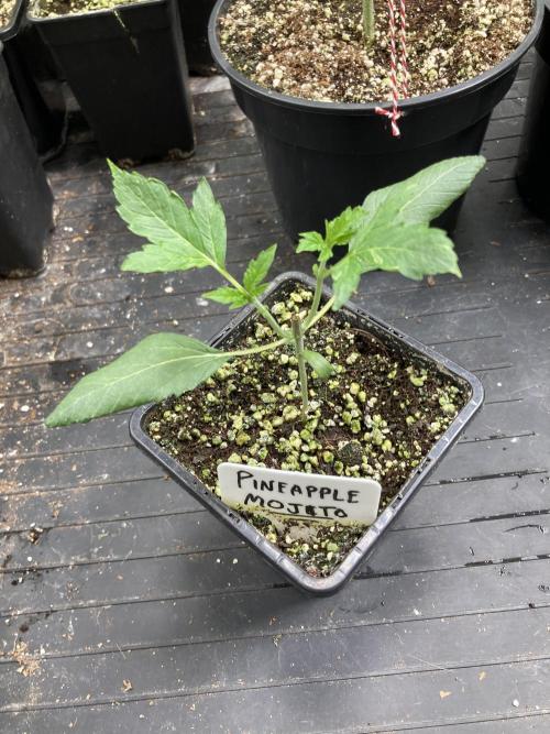 Pineapple Mojito S1. Week 4