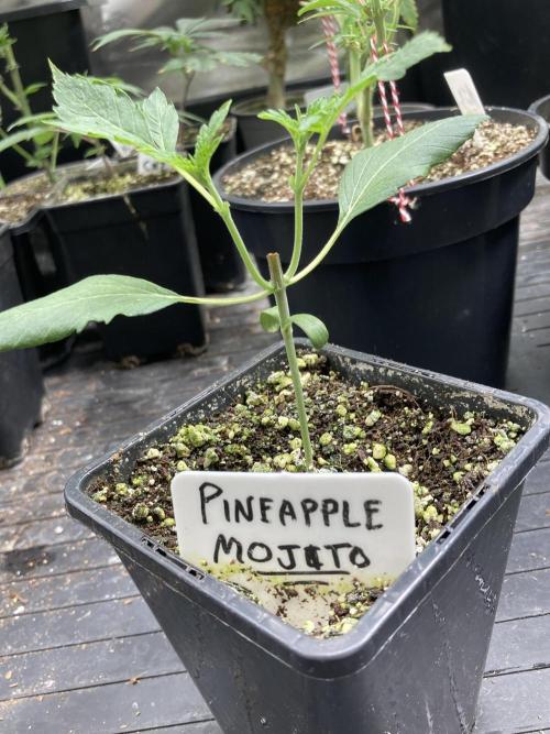 Pineapple Mojito S1. Week 4