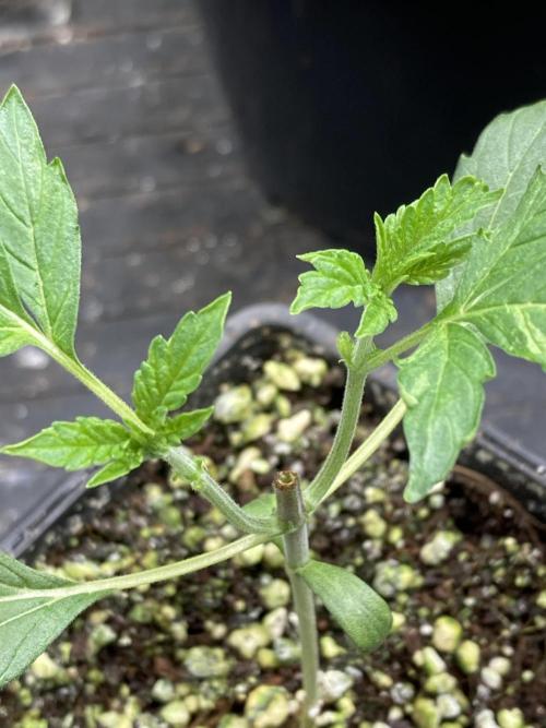 Pineapple Mojito. Week 4