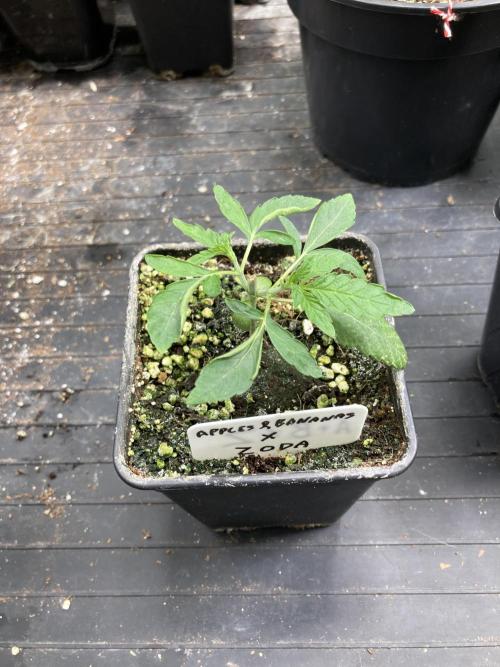 Apples & Bananas x Zoda (Umami Seed Co). Week 4