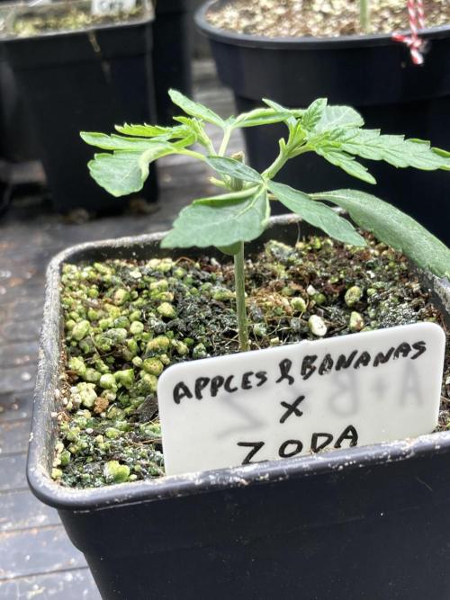 Apples & Bananas x Zoda (Umami Seed Co). Week 4