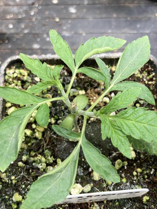 Apples & Bananas x Zoda . Week 4