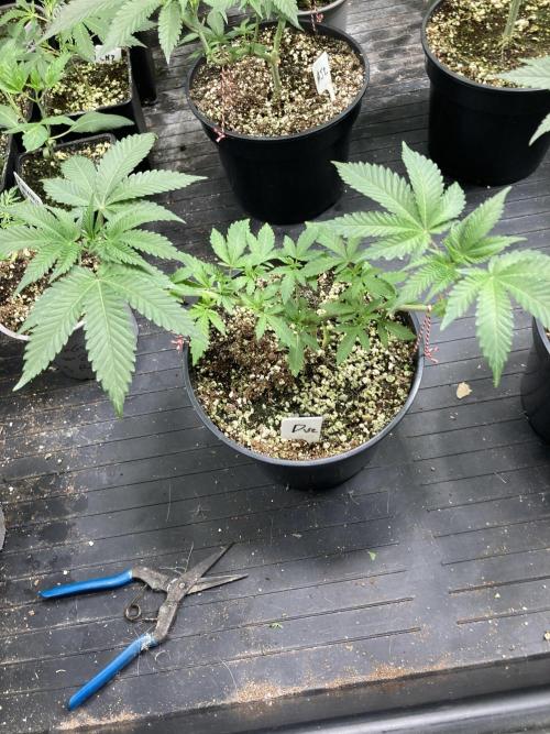 Do-lato V2 (In House Genetics). Week 8