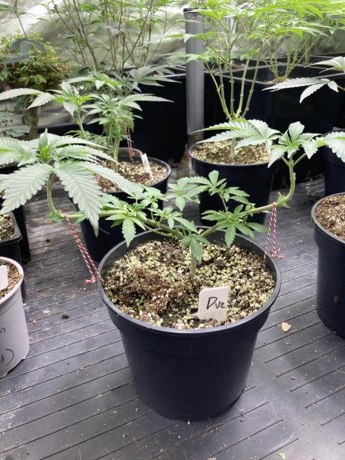 Do-lato V2 (In House Genetics). Week 8
