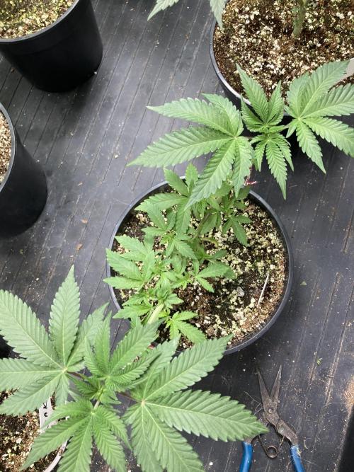 TSW2000 Full Spectrum 300W LED. Week 8