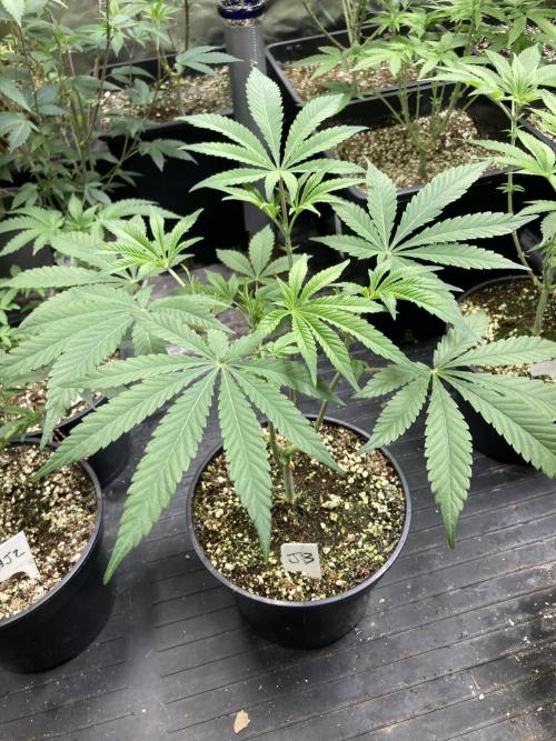 Jelly Breath S1. Week 8