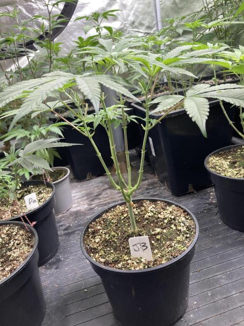 Jelly Breath S1. Week 8