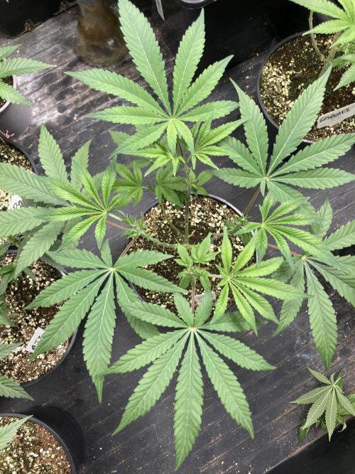 Jelly Breath S1. Week 8