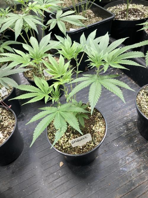 GasQuake (In House Genetics). Week 8
