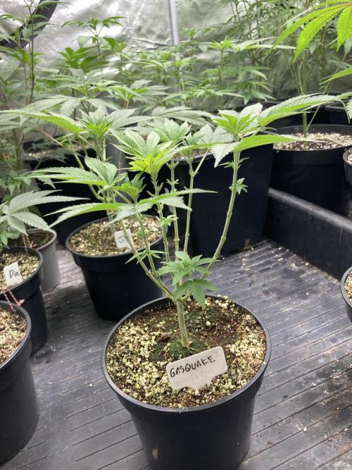 GasQuake (In House Genetics). Week 8