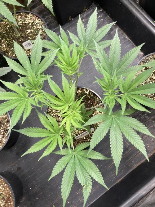 Gasquake. Week 8