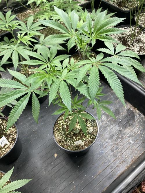 Windu (Wizard Trees). Week 8