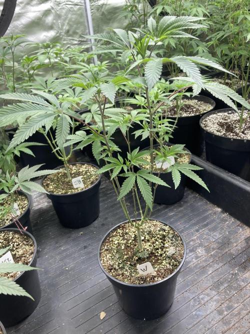 Windu (Wizard Trees). Week 8