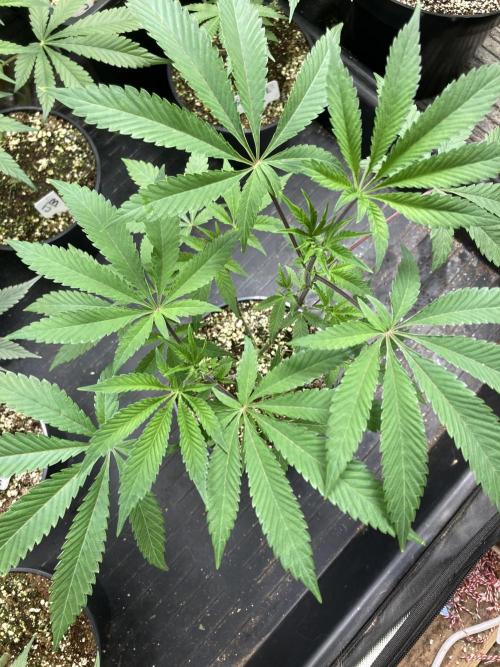 Windu (Wizard Trees). Week 8