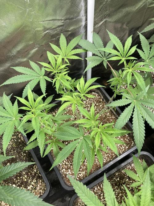 White Rhino (Green House Seeds). Week 8